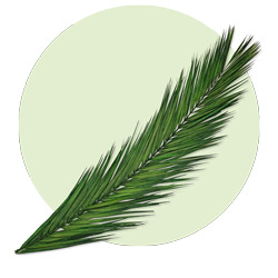 Palmwedel